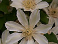 Clematis Moonlight IMG_5964 Powojnik